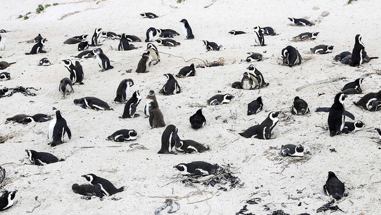 GETTY african penguin