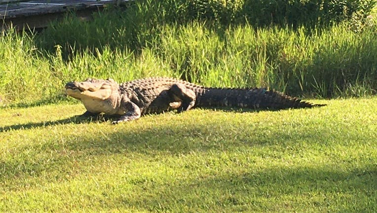 Okefenokee Joe alligator