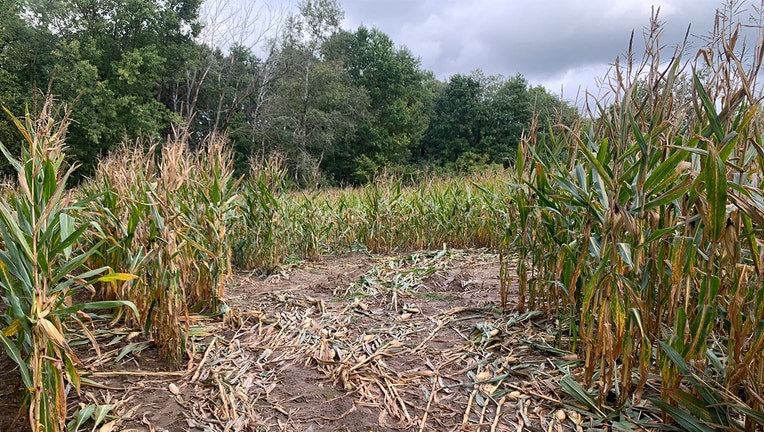 dunn county homicides cornfield