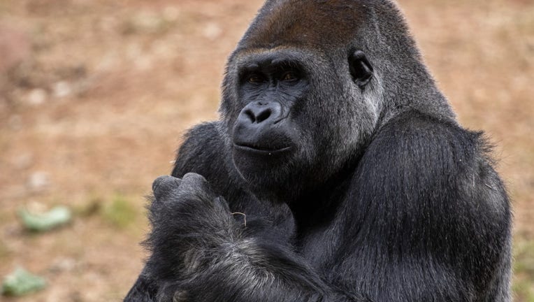 thumbnail_Western lowland gorilla Taz_Zoo Atlanta