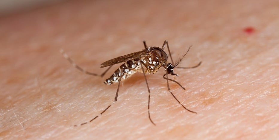West Nile Virus: First human case confirmed in Hays County