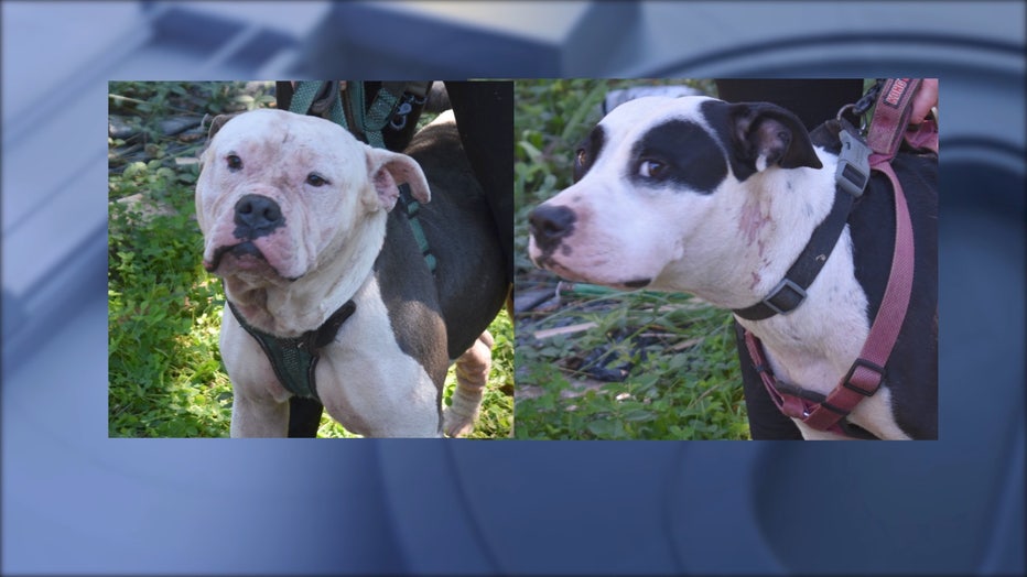 Dogs maul intruder found dead by Coweta homeowner, investigators picture