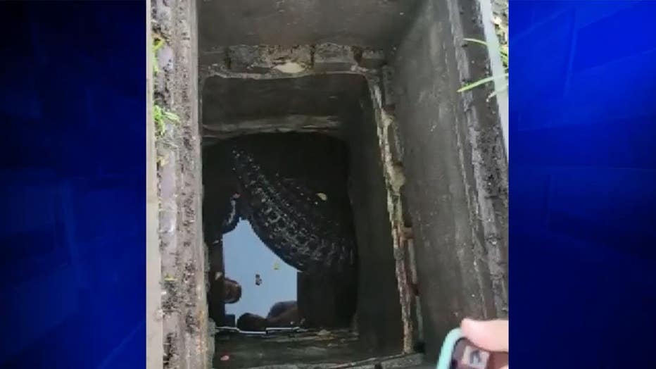 Gator freed from storm drain