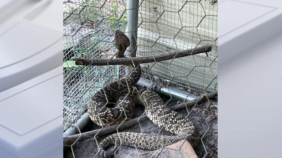 Giant Polk rattlesnake