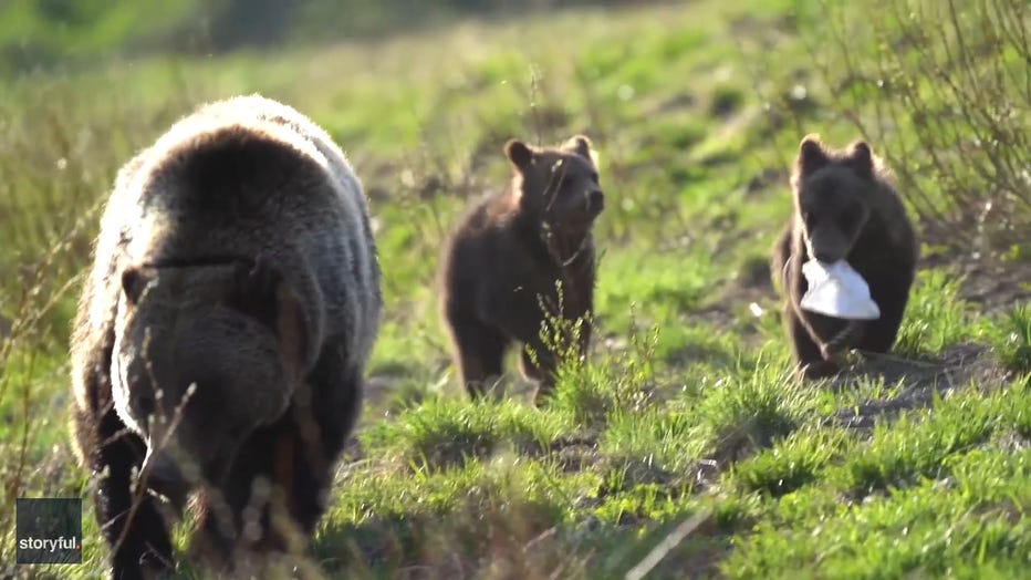 bear cubs