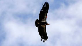 Study finds California condors can have "virgin births"