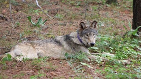 Endangered gray wolf spotted in Southern California may be from Oregon