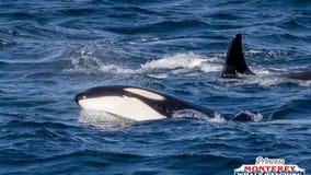 Canadian researchers discover new kind of killer whale that hunts large sea mammals: report