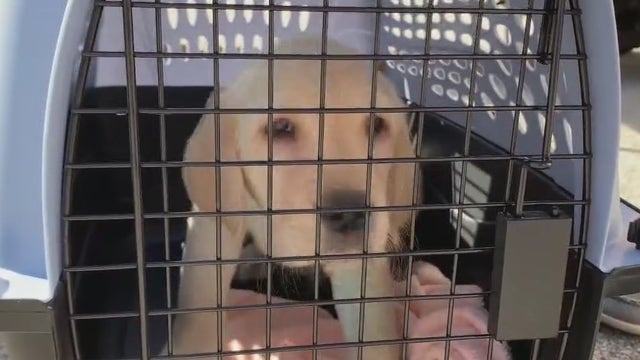 Canine Companions puppy trainers meet their service dog puppies