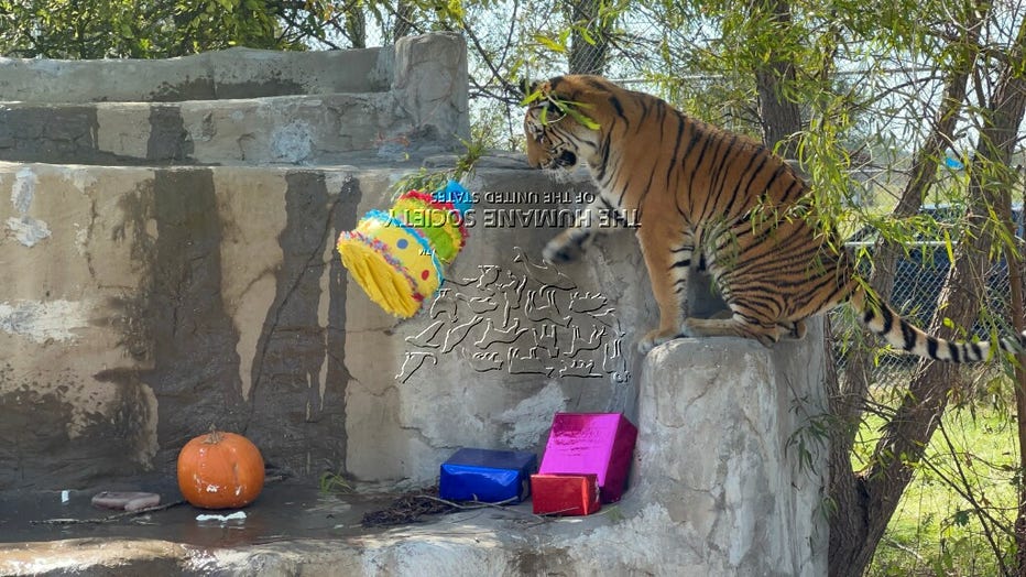 She loves rolling around in the grass, swimming and playing with her favorite enrichment ball in the pool.