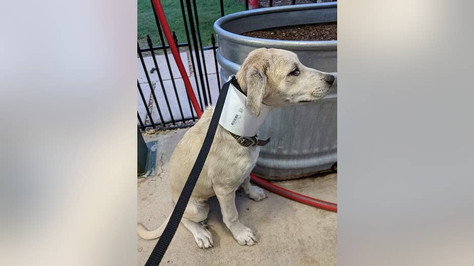 PARKER PUPPY