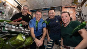 NASA astronauts pick peppers in space for the first time on International Space Station