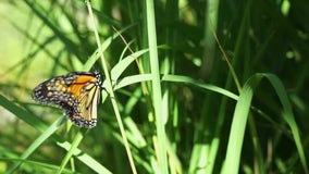 Monarch butterflies making a comeback on the Peninsula. Here's why