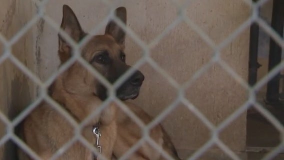 Austin Pets Alive! renews no-kill shelter contract with city