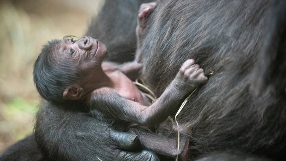 Elder gorilla takes over caring for baby born at Ohio zoo after mom 'did not show appropriate maternal care'