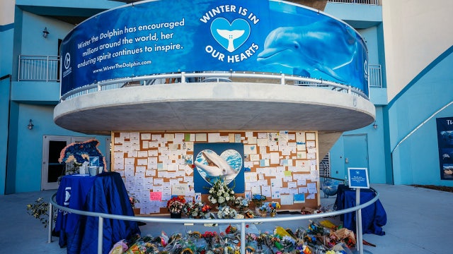How you can say goodbye to Winter the dolphin: CMA outlines memorial plan