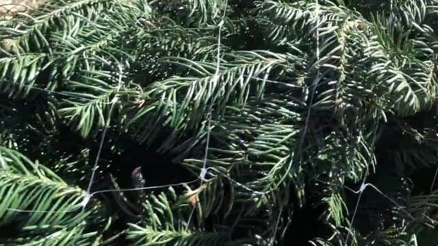 AAA Texas reminds drivers to secure Christmas trees properly