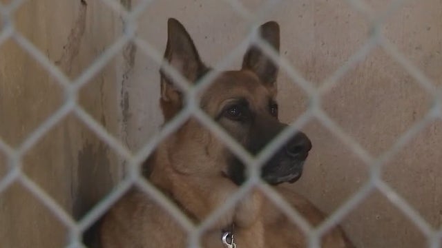 Austin City Council to take up Austin Pets Alive! resolution