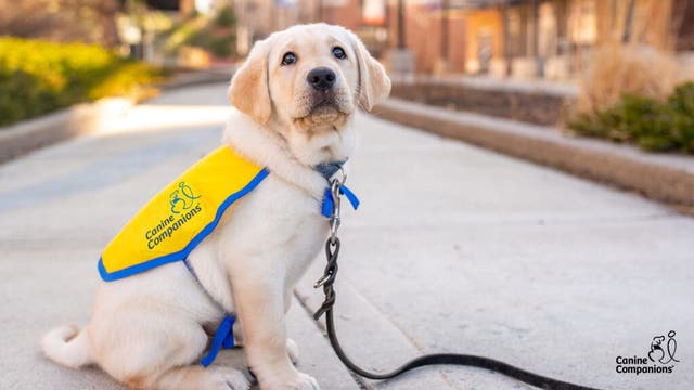 LIVE PUPPY CAM: Puppies to become service dogs for people with disabilities