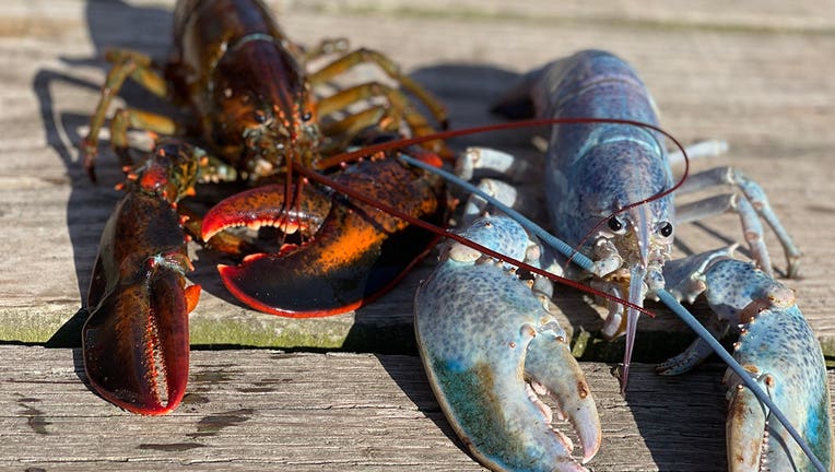 Haddie_Cotton-Candy-Lobster_Get-Maine-Lobster-21