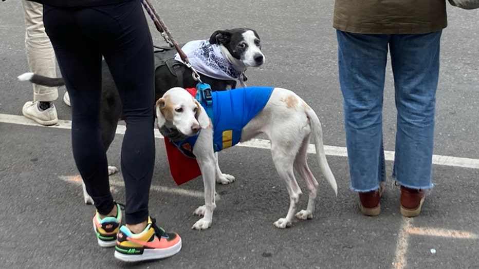 dogs-of-nyc-marathon-17.jpg