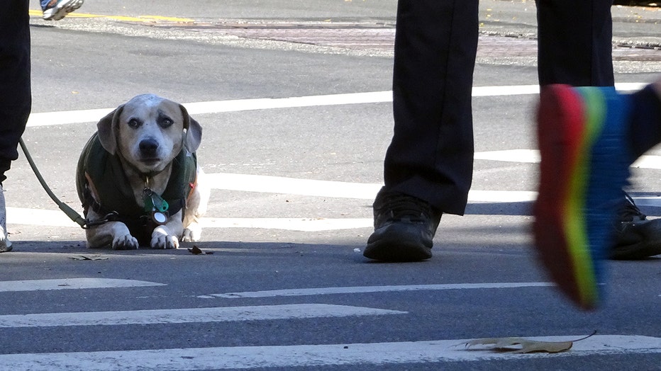 dogs-of-nyc-marathon-24.jpg
