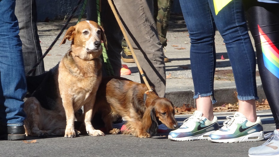 dogs-of-nyc-marathon-26.jpg