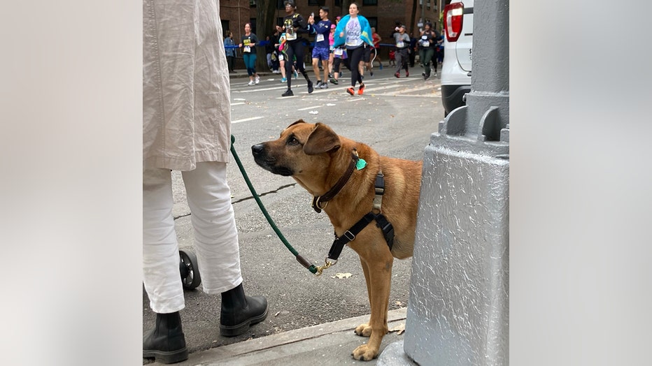 dogs-of-nyc-marathon-3.jpg