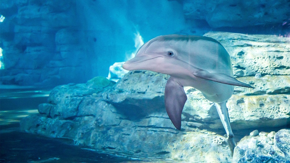 winter-the-dolphin-CMA.jpg