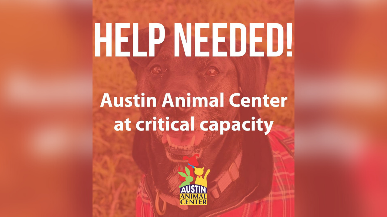 Austin Animal Center at critical capacity, requesting community help