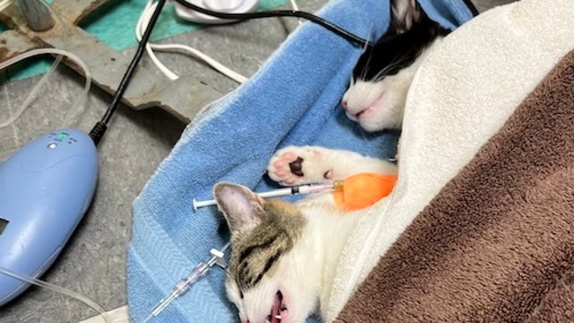 APA! staff save two cats poisoned by dog flea treatment