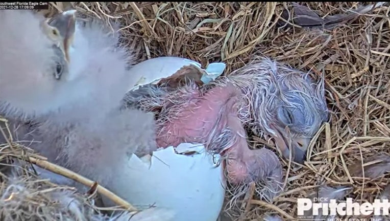 eaglet and new hatchling