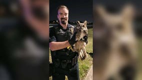 Police in Georgetown, Texas help owl stuck in grill of truck