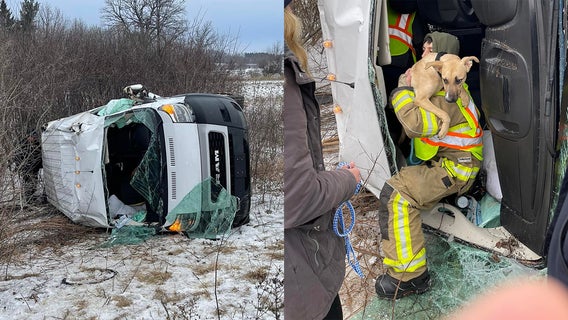 Van transporting 16 dogs from Austin crashes in Wisconsin