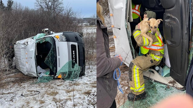 Van transporting 16 dogs from Austin crashes in Wisconsin