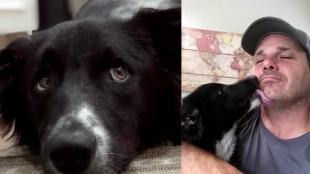 Dade City man's dog dies soon after scare from neighborhood fireworks