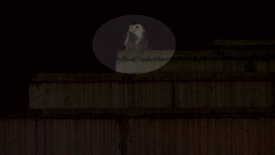 SnowyOwl-1.jpg