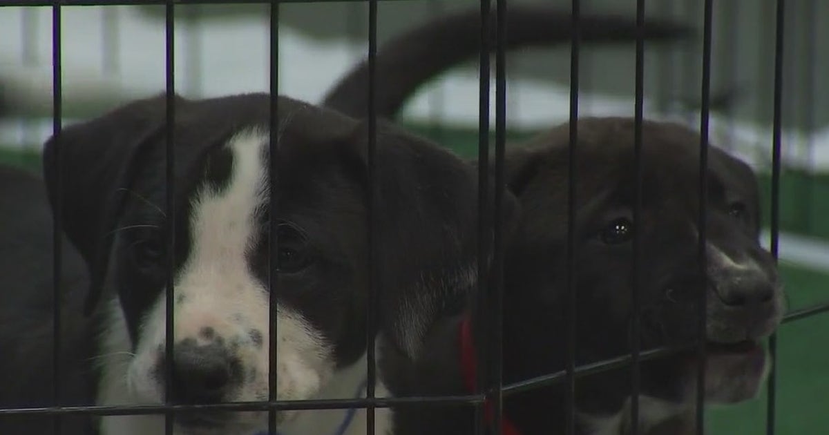 Austin Humane Society holds Puppy Bowl adoption event | FOX 7 Austin