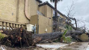 Tree falls at Central Austin apartment complex sending one person to the hospital