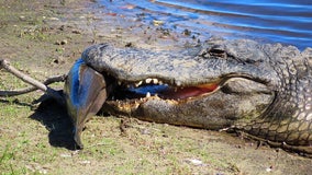 Cold-stunned gator with fish in mouth stops mid-snack at Myakka State Park