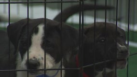 Austin Humane Society holds Puppy Bowl adoption event