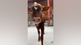 Video: Longhorn calf at Fort Worth Zoo enjoys the snow