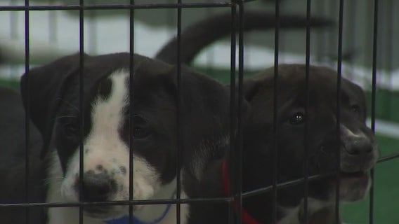 Austin Humane Society holds Puppy Bowl adoption event