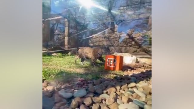 San Antonio Zoo jaguars make Super Bowl predictions