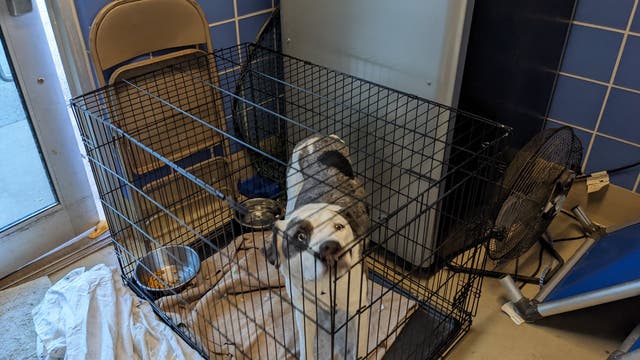 Austin Animal Center back at critical capacity, asking for the public's help