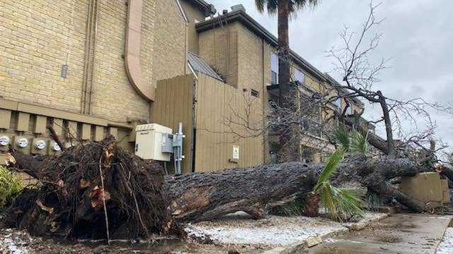 Tree falls at Central Austin apartment complex sending one person to the hospital