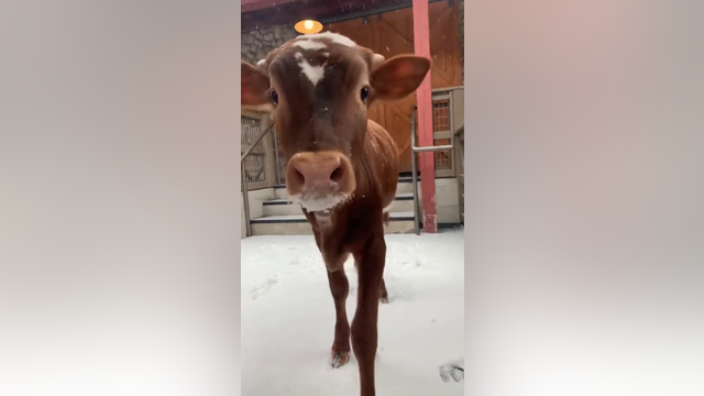 Video: Longhorn calf at Fort Worth Zoo enjoys the snow