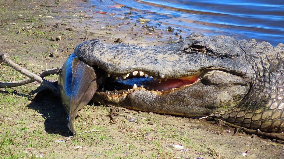 alligator snook robin austin