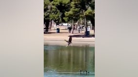 Watch as a young Bald eagle goes fishing in Scottsdale