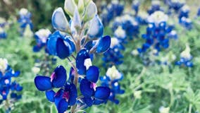 Large patches of bluebonnets emerge across Central Texas